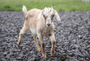 Run with the goats: AHI hosts fundraiser 5k featuring furry friends